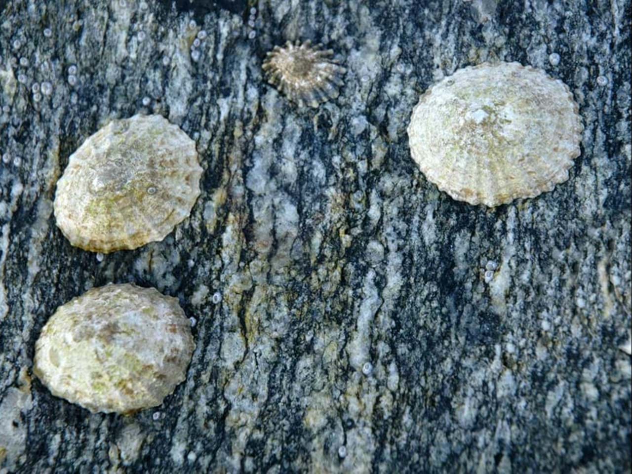 Albuesnegl
